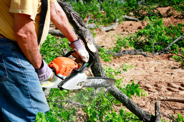 Tree Removal for Businesses in Jacksonville, IL